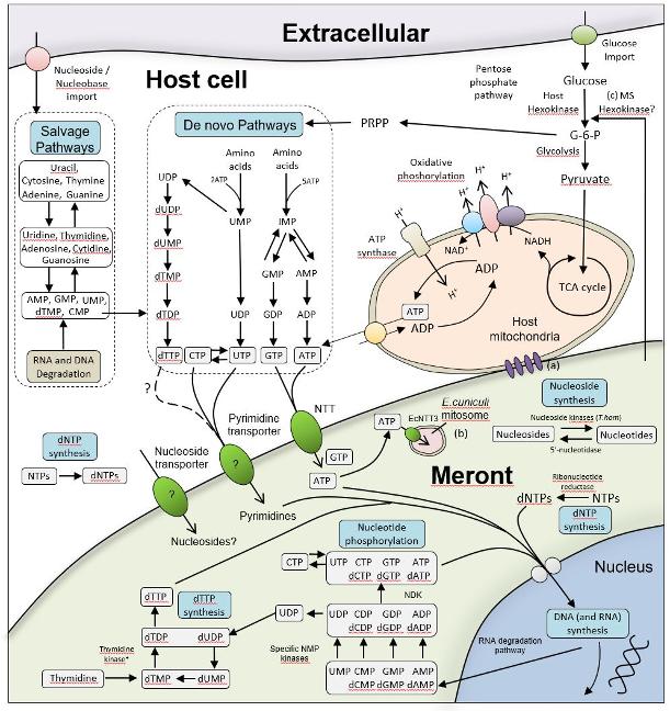 Nucleotide metabolism in Microsporidia